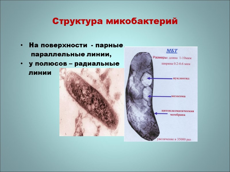 Структура микобактерий  На поверхности  - парные      